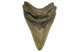 Fossil Megalodon Tooth - North Carolina #328249-1